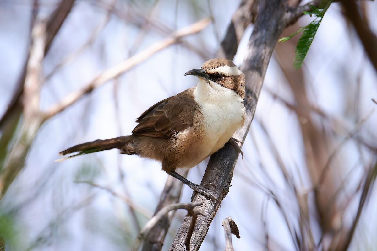 White-browed Babbler - ML627974842