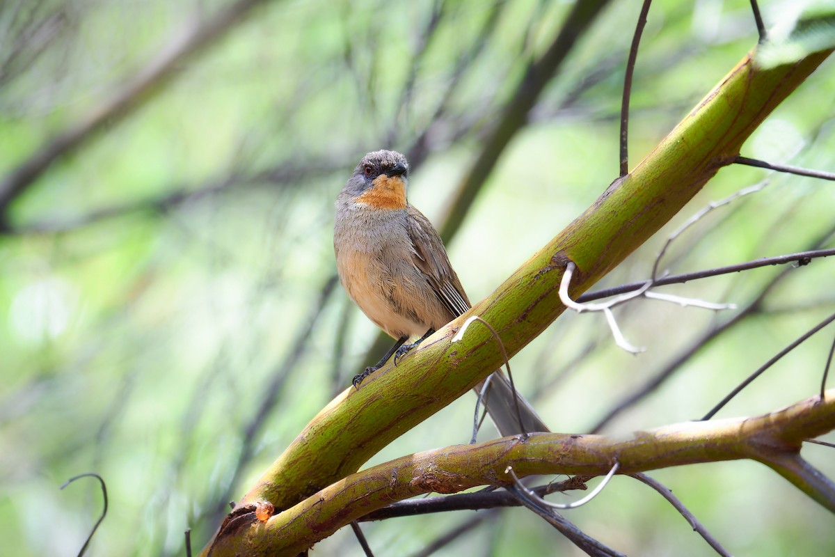 Gilbert's Whistler - ML627974845