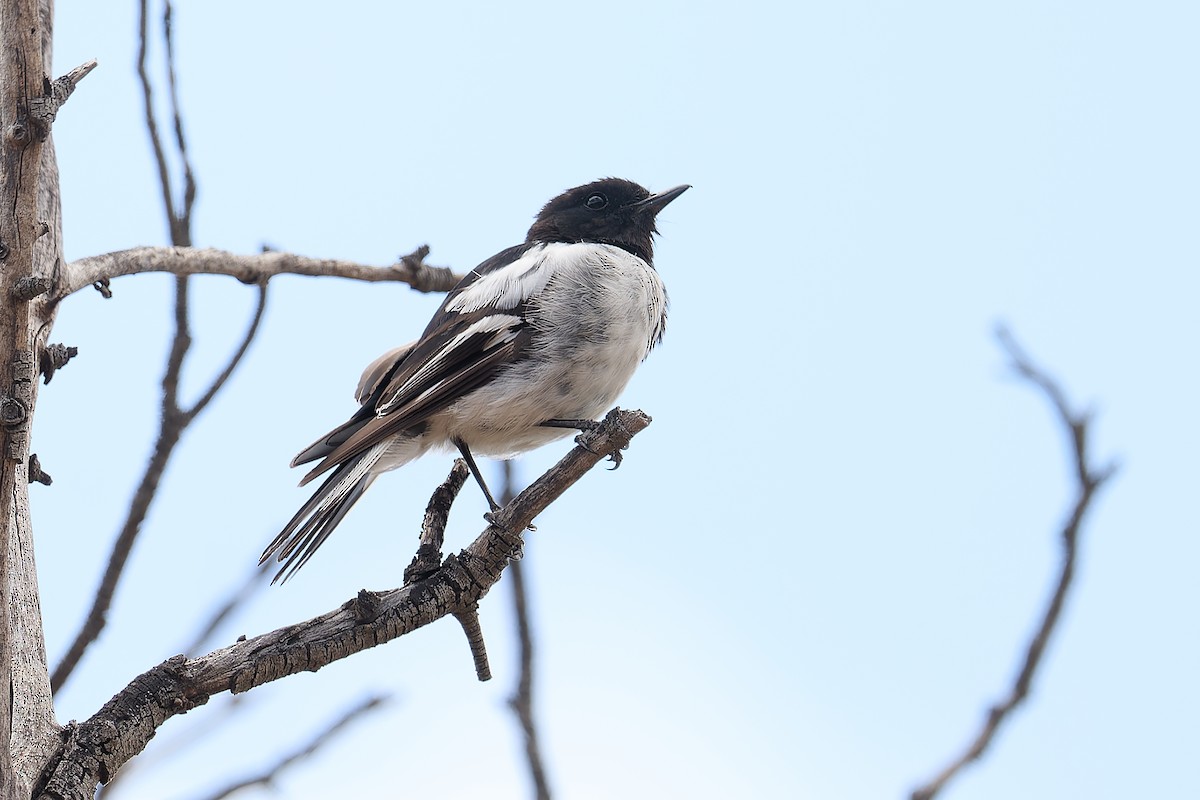 Hooded Robin - ML627974850