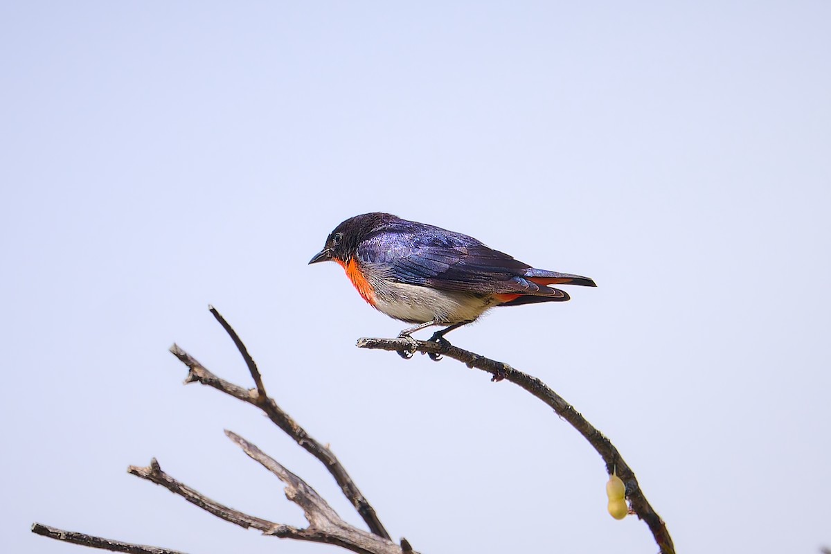 Mistletoebird - ML627974857