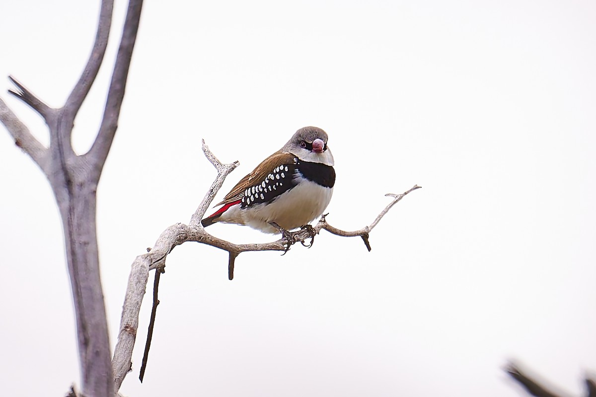 Diamond Firetail - ML627974867