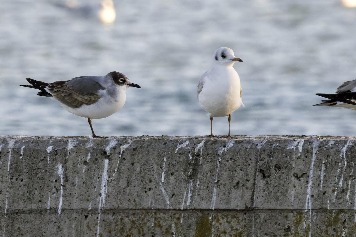Franklin's Gull - ML627975014