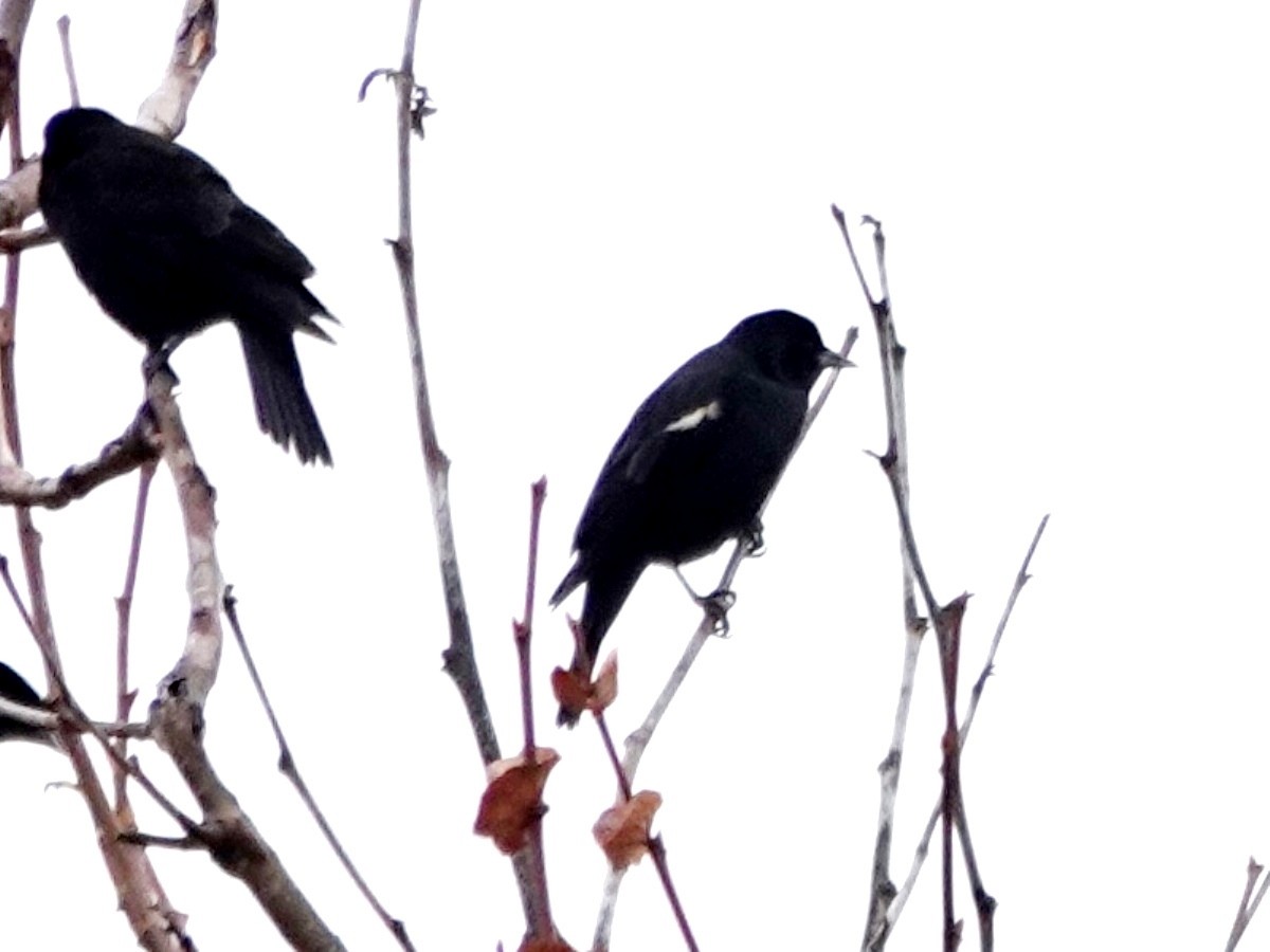 Tricolored Blackbird - ML627975031