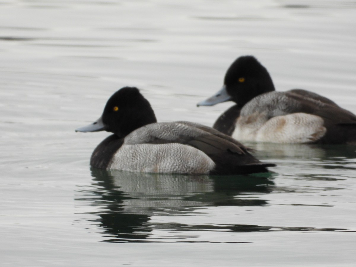 Lesser Scaup - ML627975111