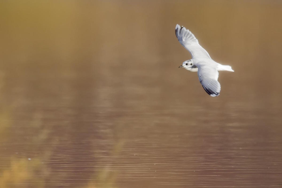 Little Gull - ML627975120