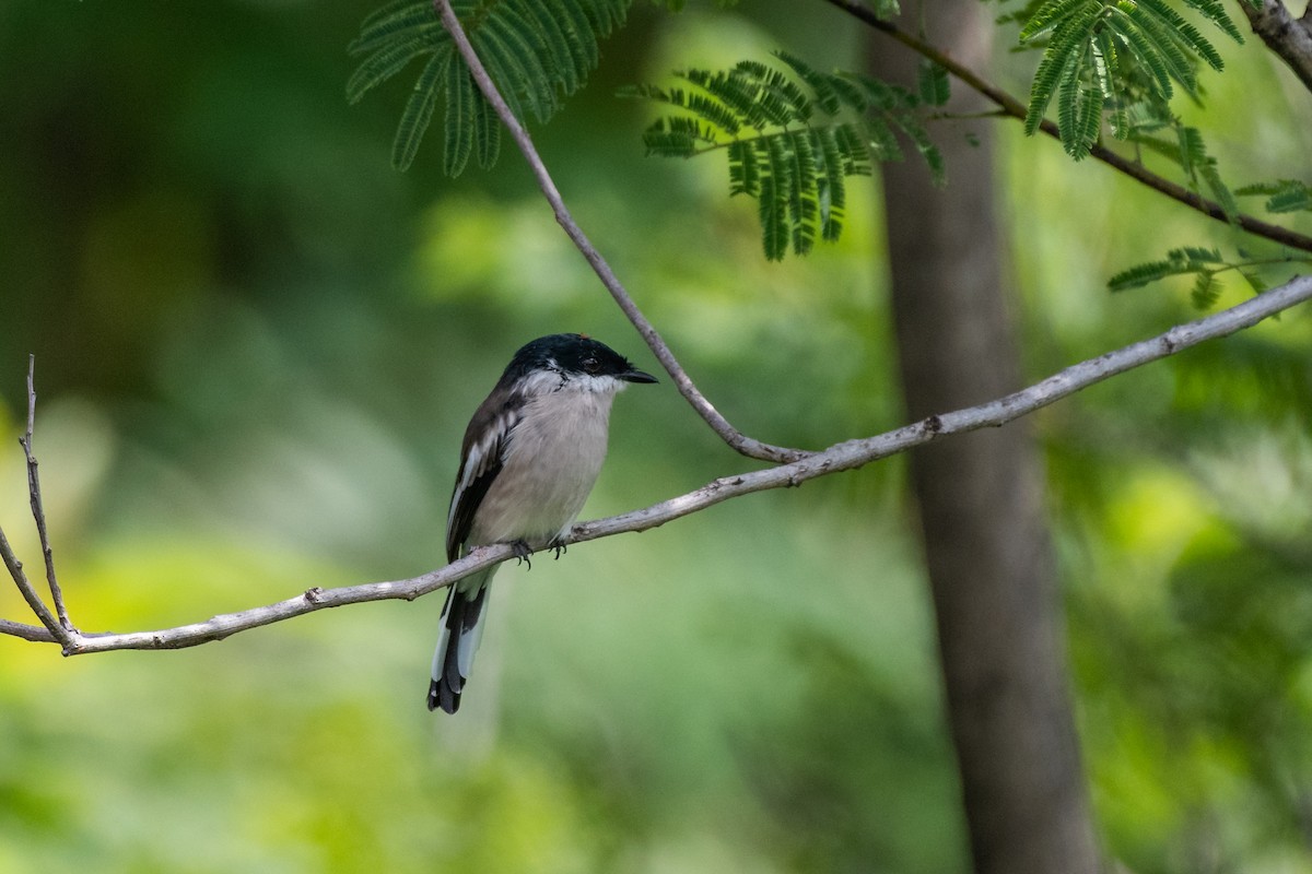 Bar-winged Flycatcher-shrike - ML627975248