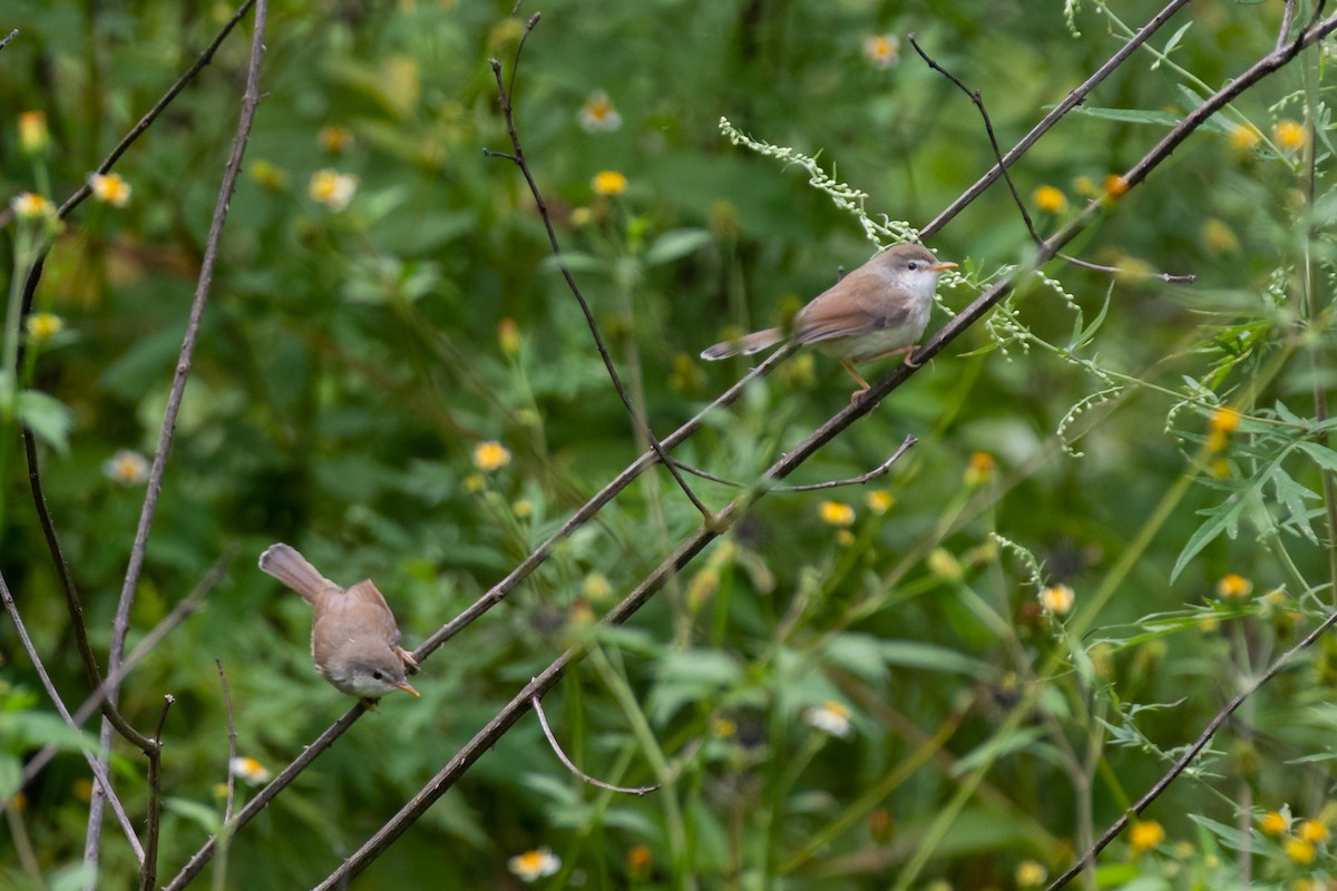 Gray-breasted Prinia - ML627975252