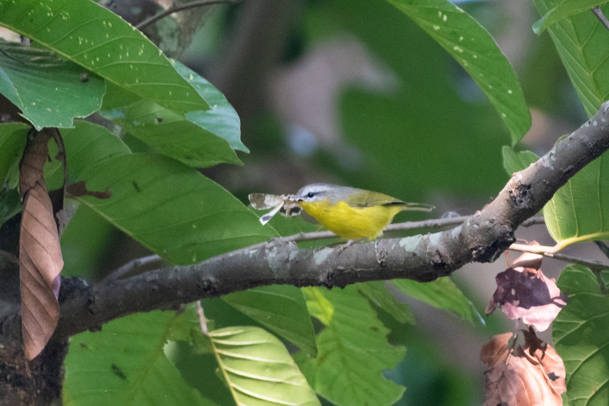 Gray-hooded Warbler - ML627975352