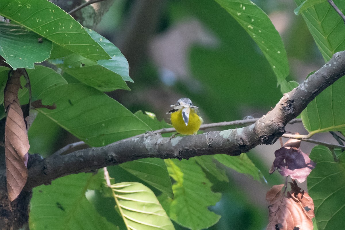 Gray-hooded Warbler - ML627975353