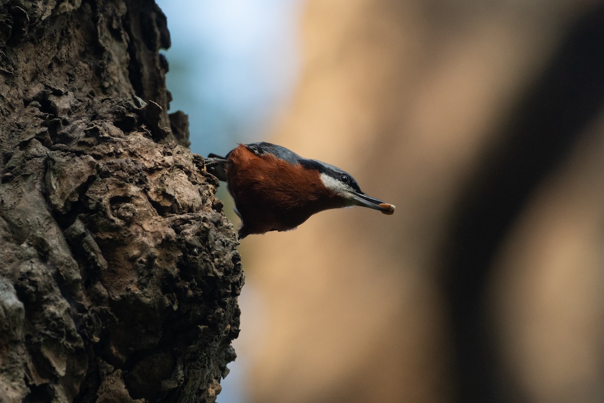 Chestnut-bellied Nuthatch - ML627975361