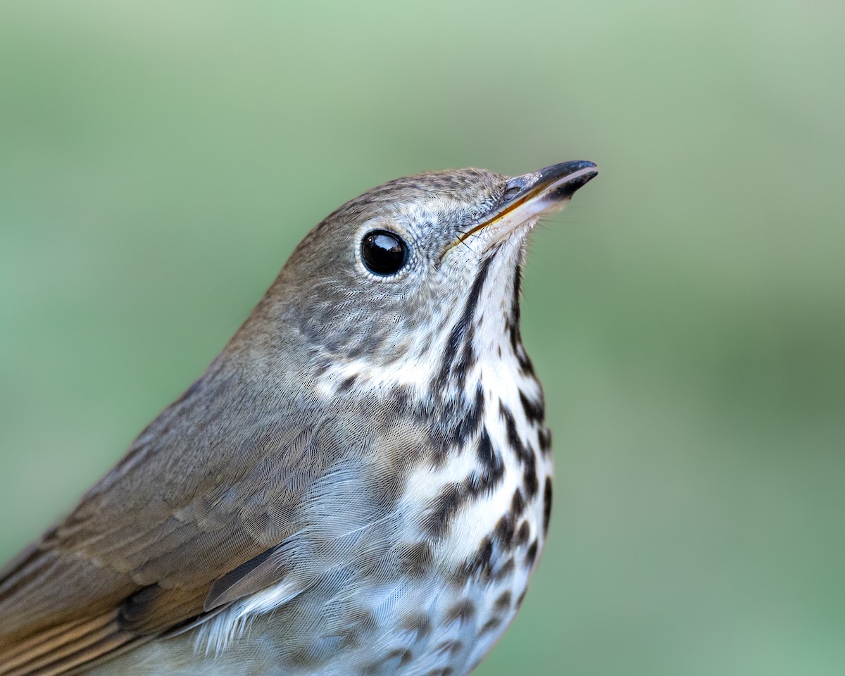 Hermit Thrush - ML627975379