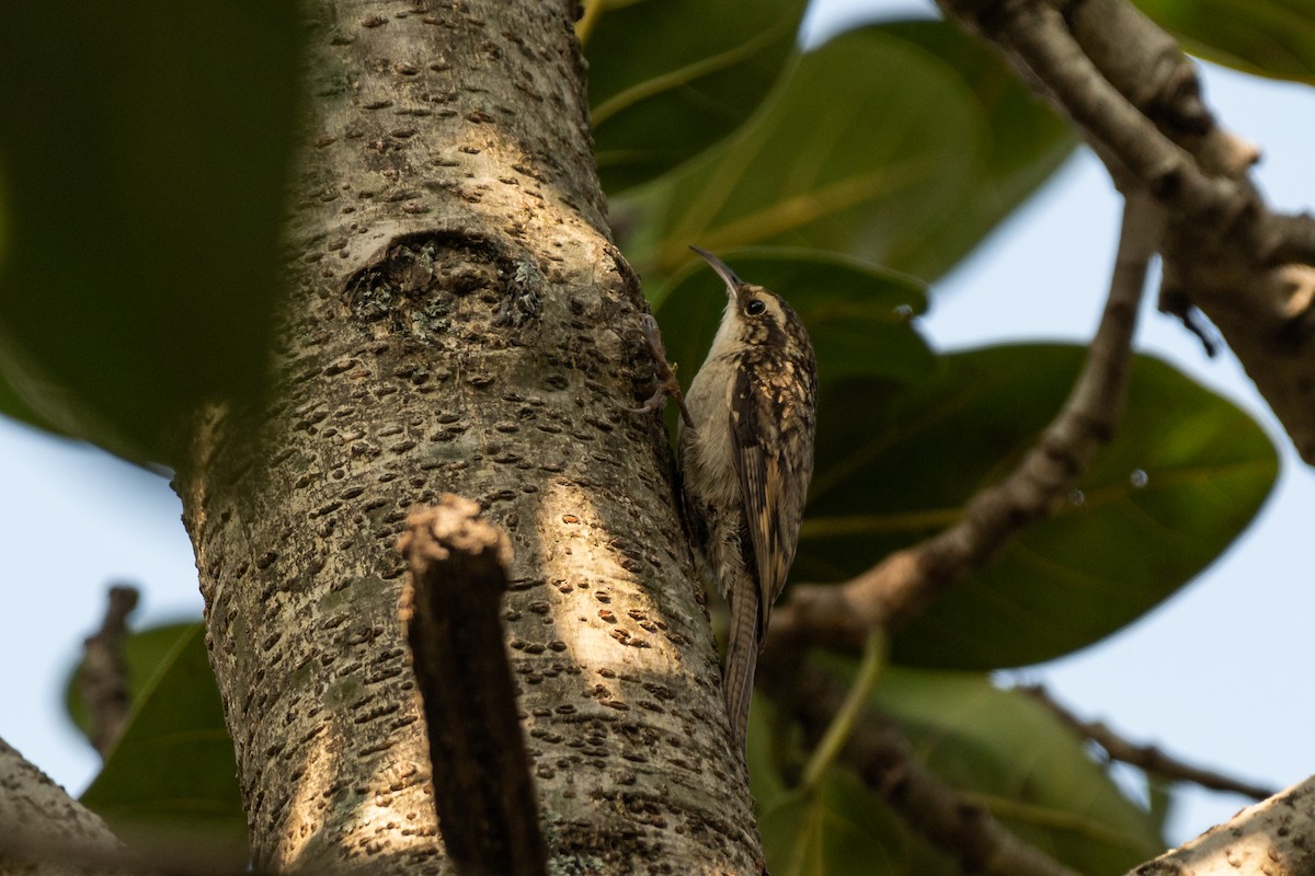 Bar-tailed Treecreeper - ML627975412