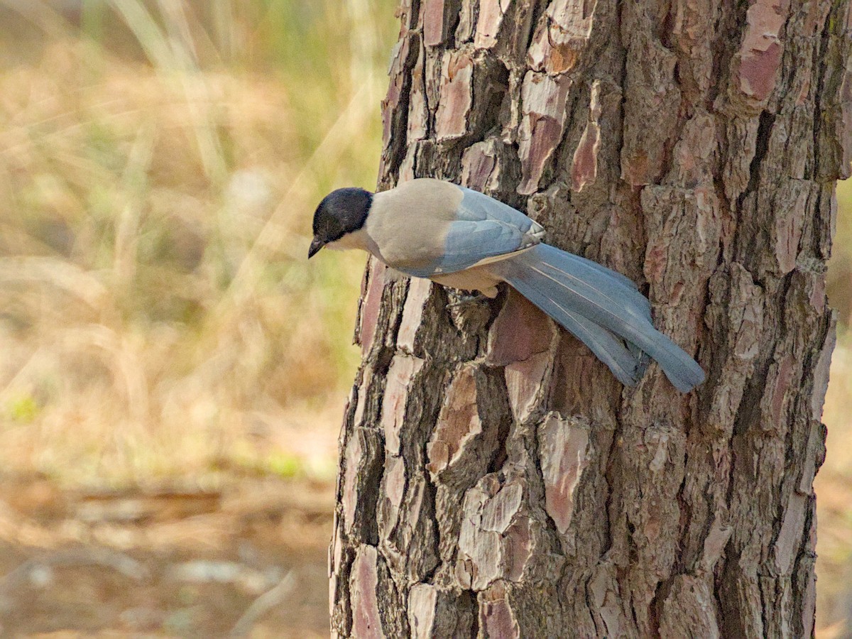 Iberian Magpie - ML627975504