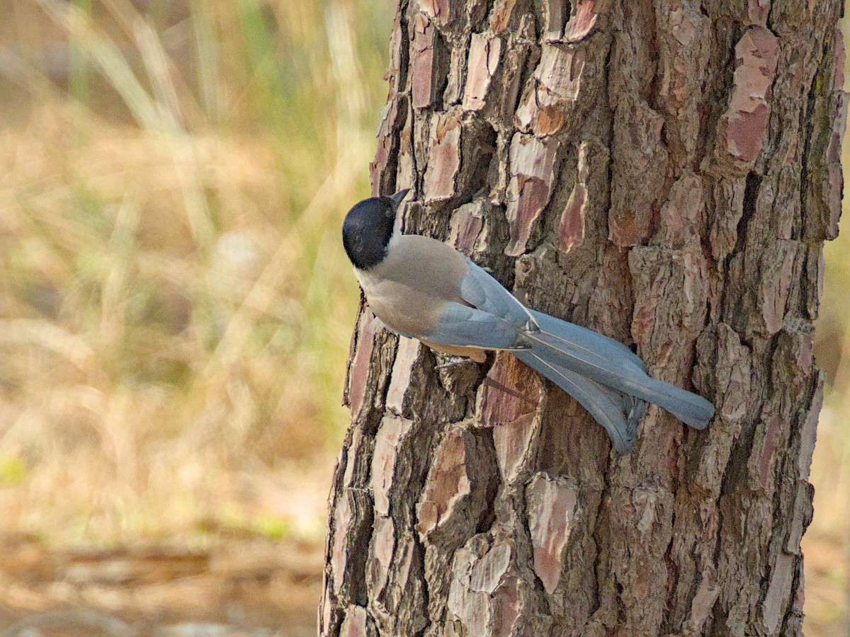 Iberian Magpie - ML627975505