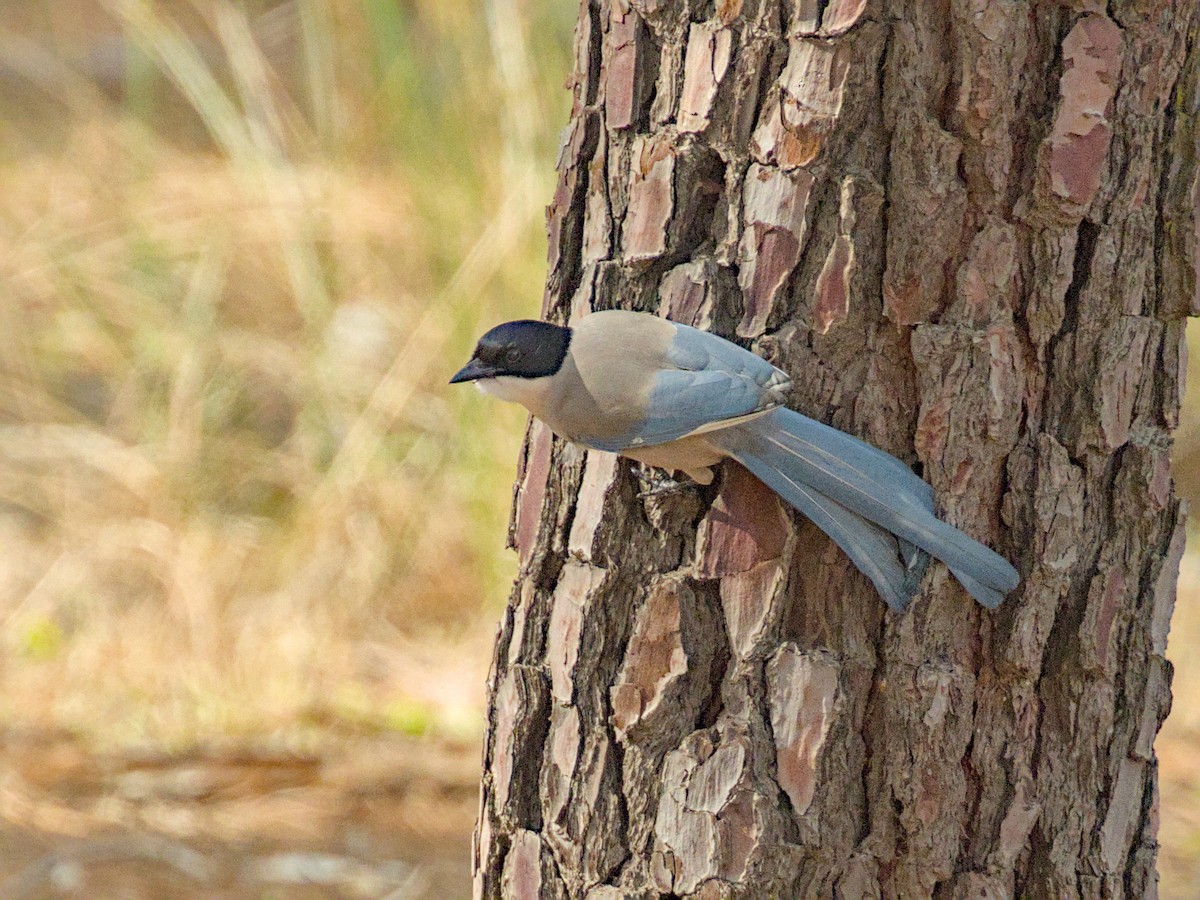 Iberian Magpie - ML627975506