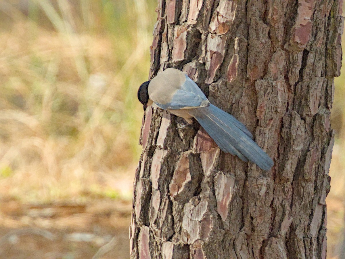 Iberian Magpie - ML627975507