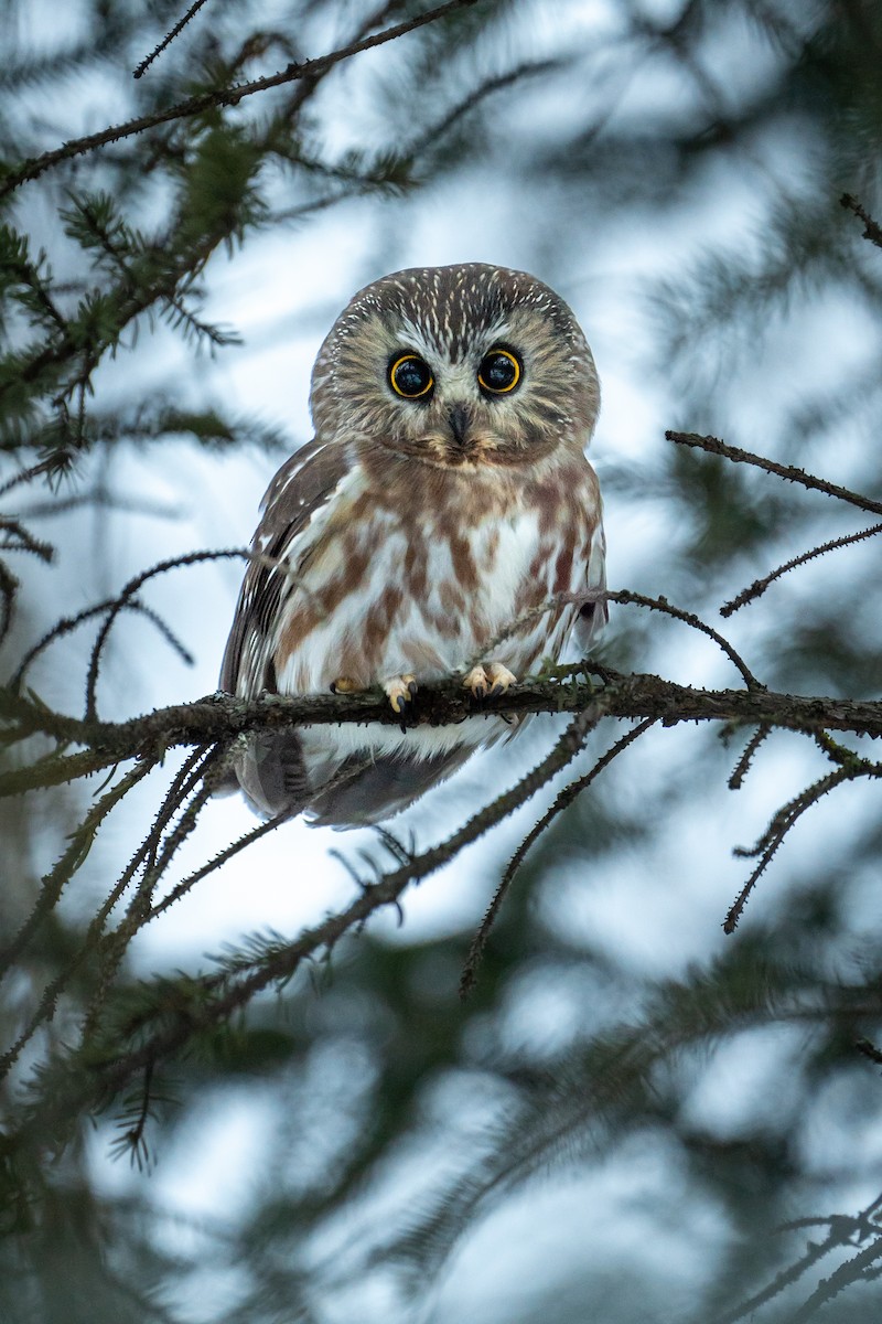 Northern Saw-whet Owl - ML627975508