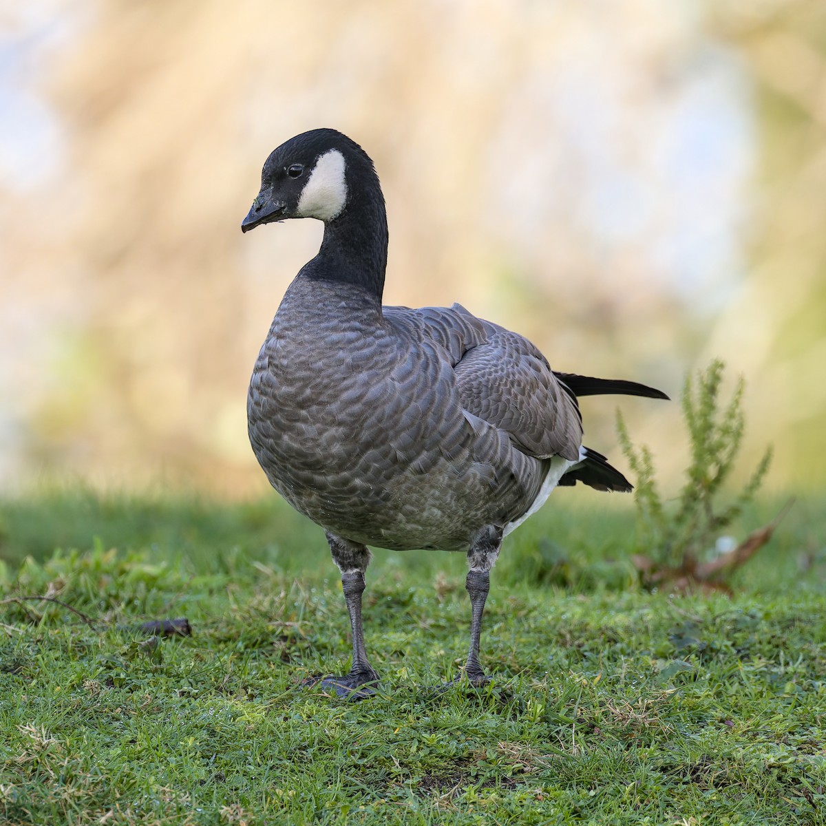 Cackling Goose (minima) - ML627975619