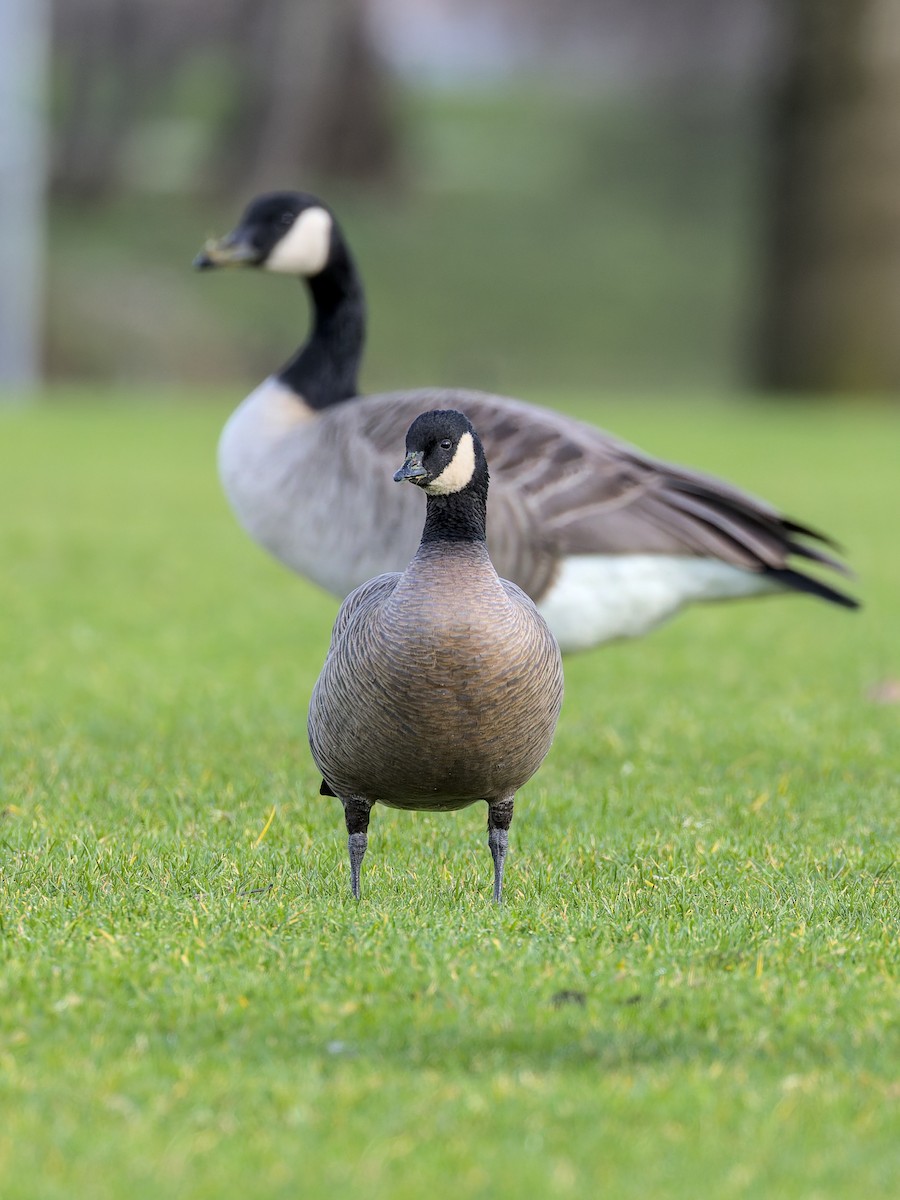 Cackling Goose (minima) - ML627975621