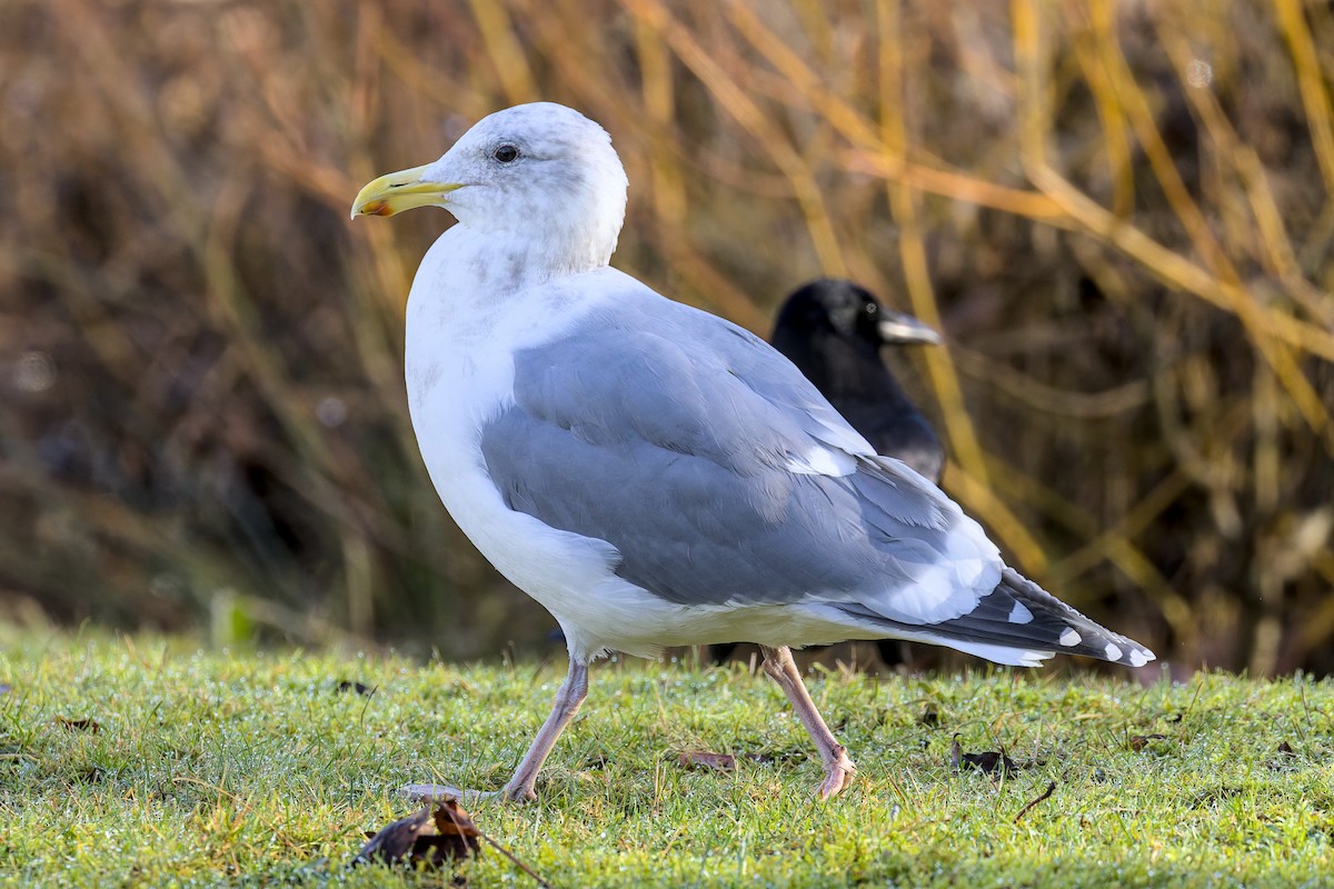 Western x Glaucous-winged Gull (hybrid) - ML627975627