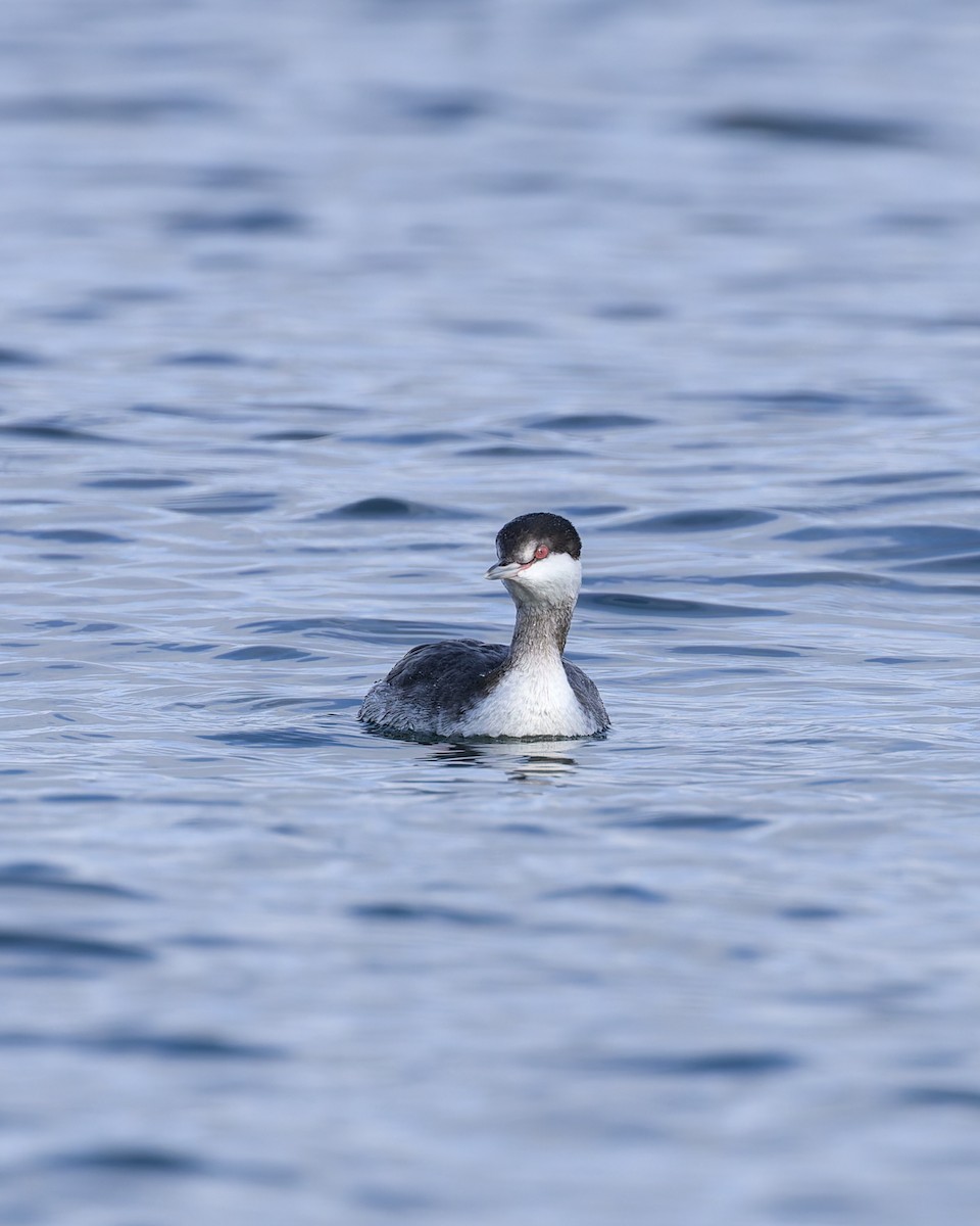 Horned Grebe - ML627975628