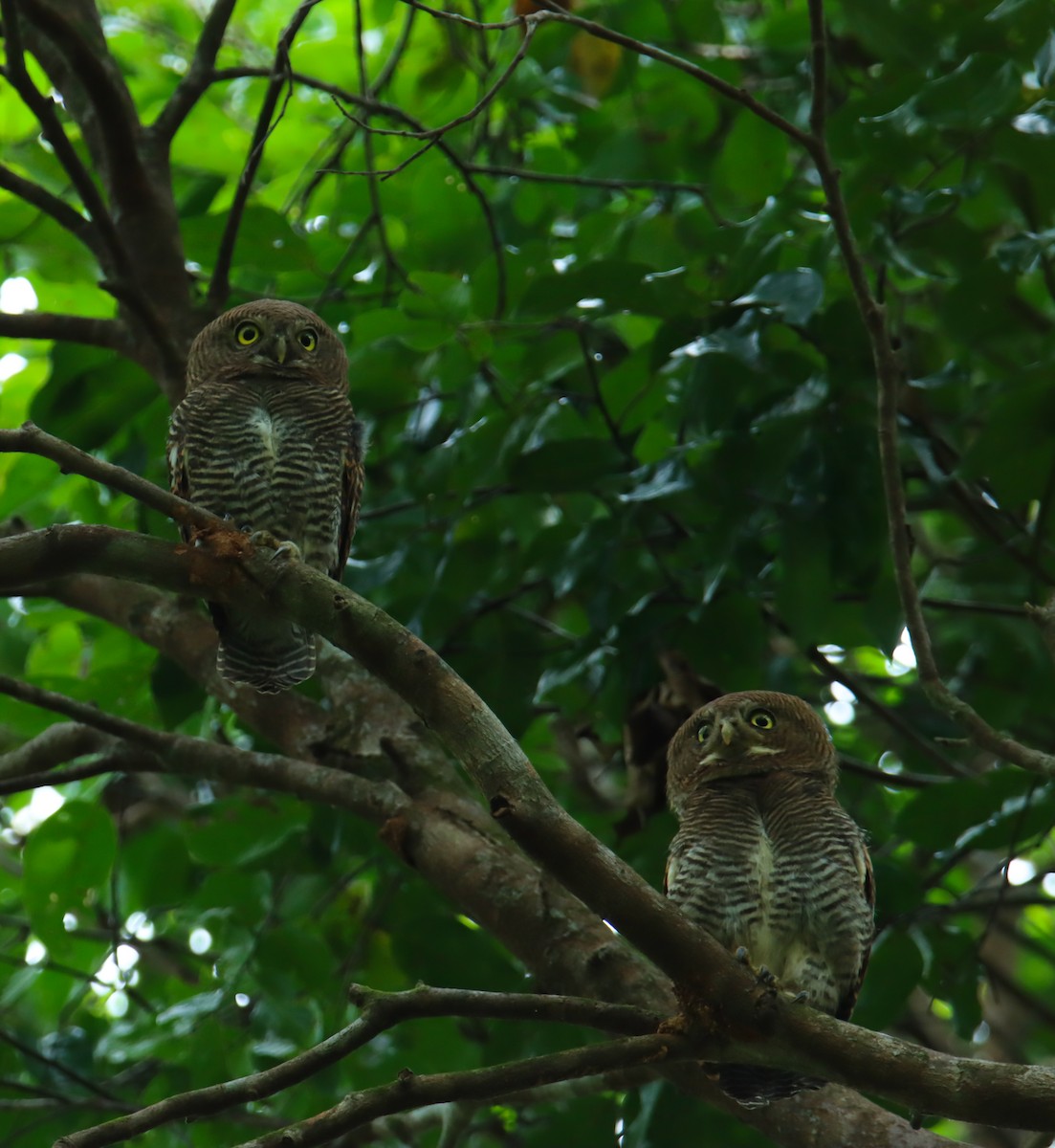 Jungle Owlet - ML627975629