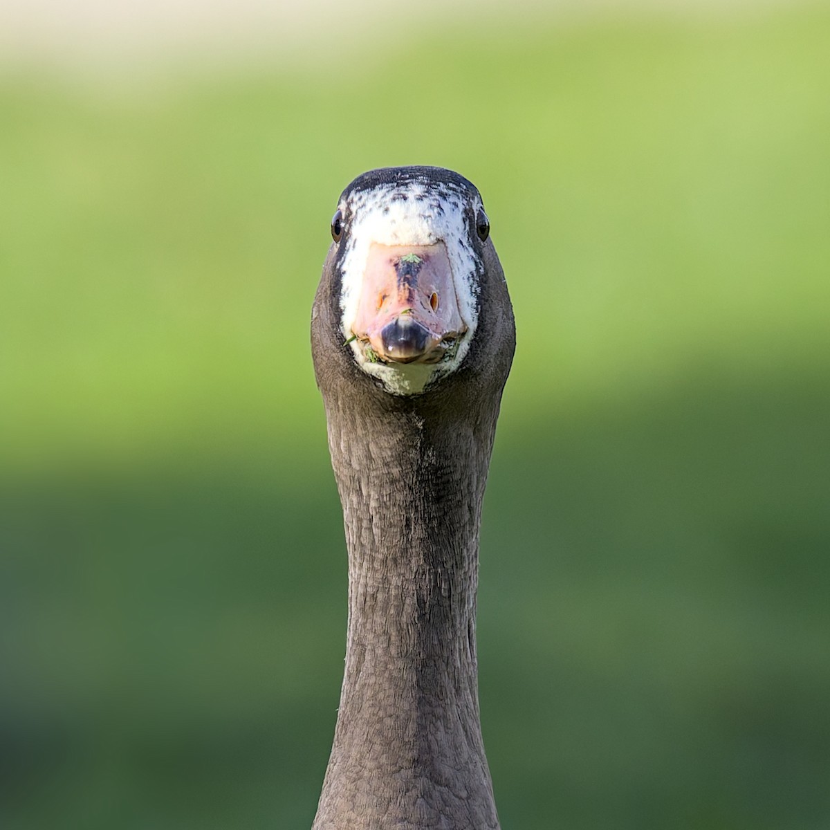 Greater White-fronted Goose - ML627975632