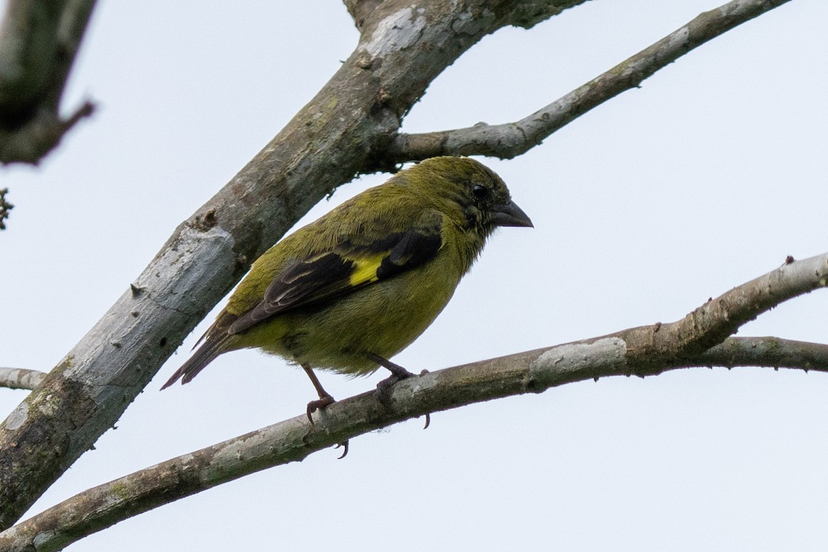 Jilguero Ventriamarillo - ML627975633