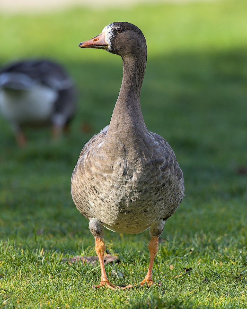 Greater White-fronted Goose - ML627975634