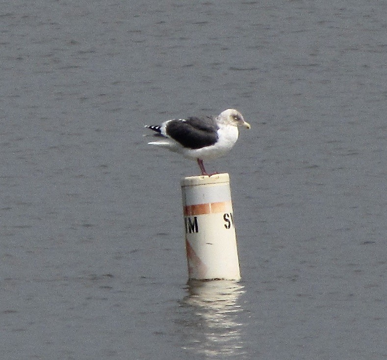 Slaty-backed Gull - ML627975732