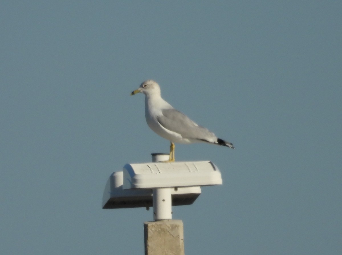 Ring-billed Gull - ML627975767