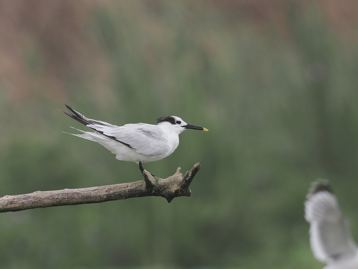 Sandwich Tern (Cabot's) - ML627975777