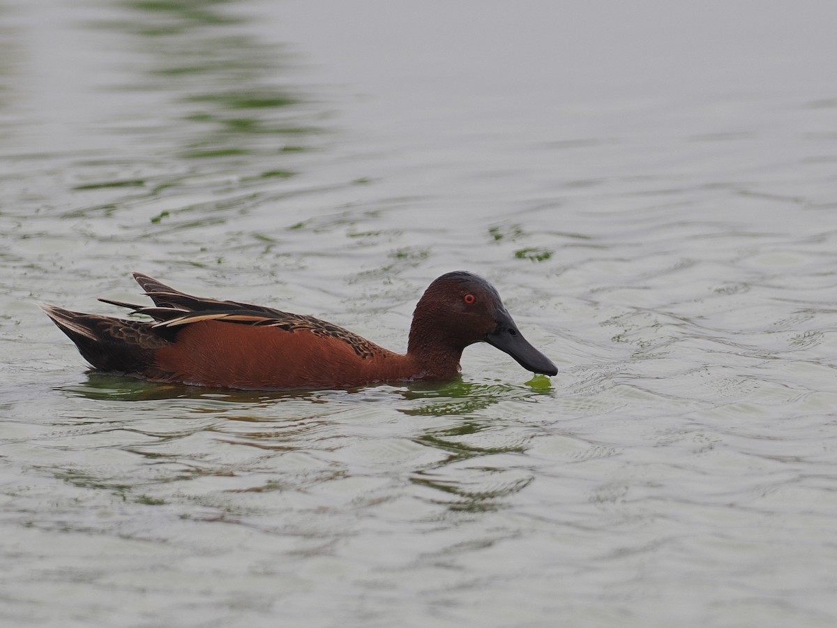 Cinnamon Teal - ML627975917