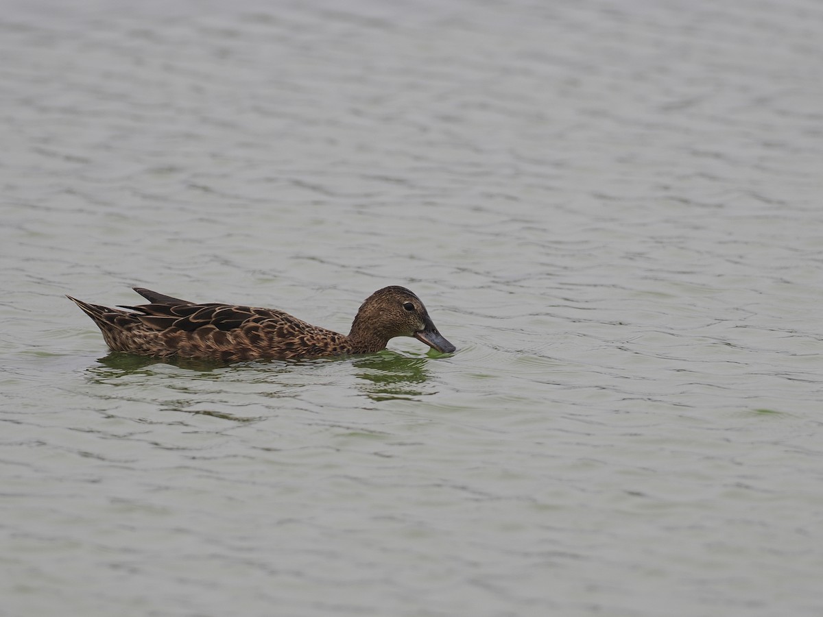 Cinnamon Teal - ML627975918