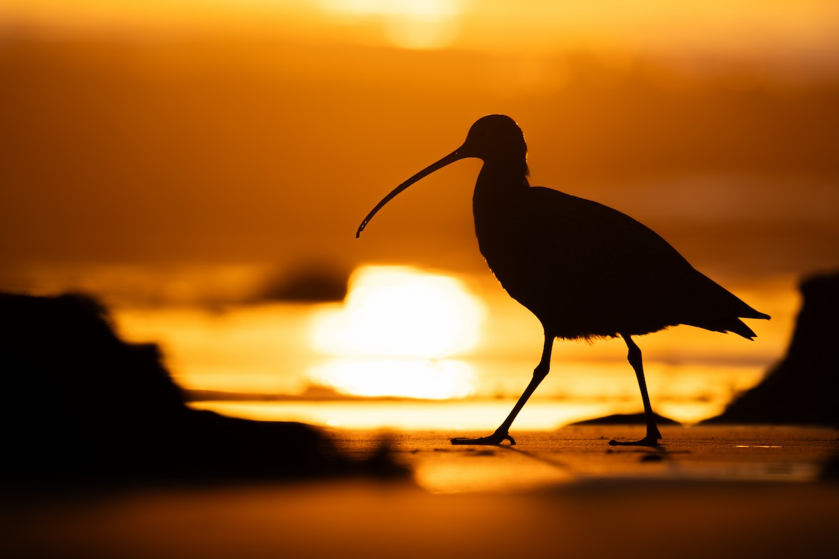 Long-billed Curlew - ML627975958