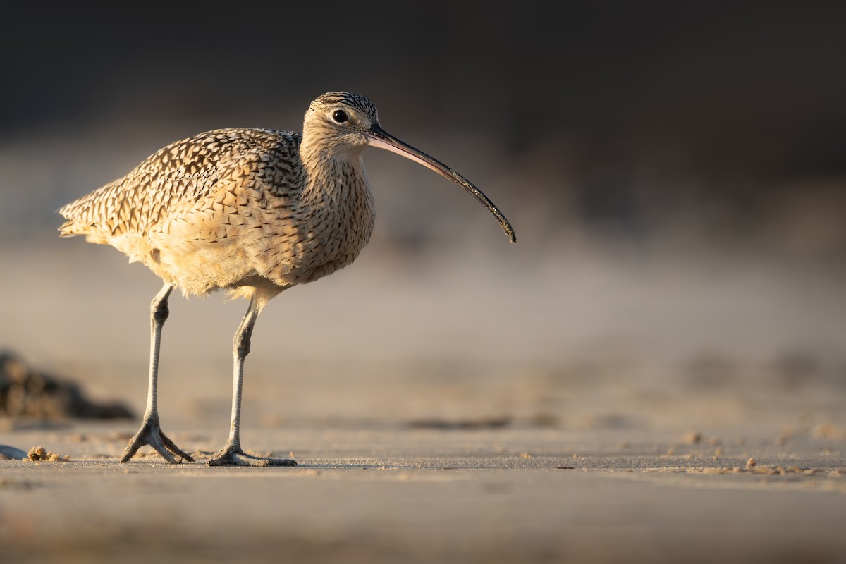 Long-billed Curlew - ML627975959