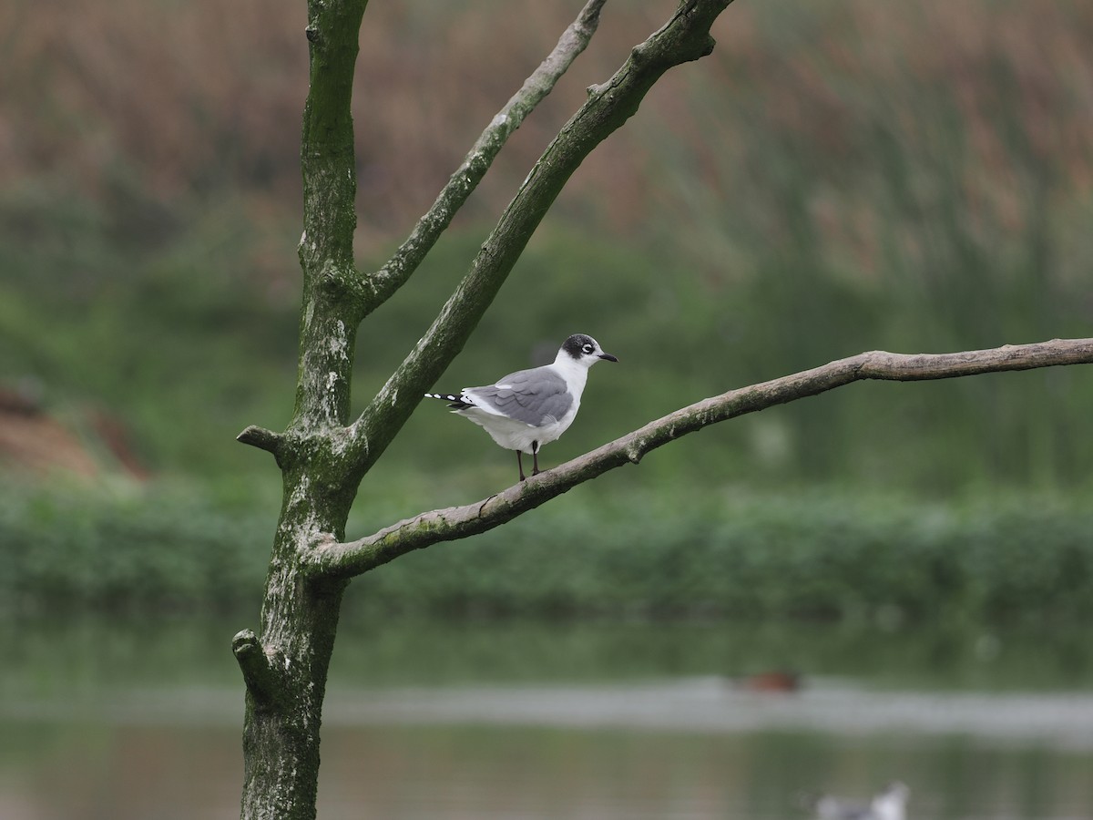 Franklin's Gull - ML627976027