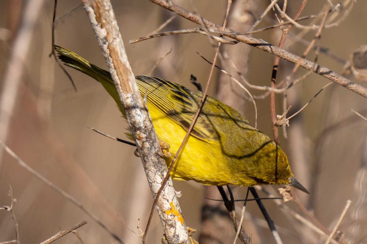 Reinita de Manglar (aureola) - ML627976030