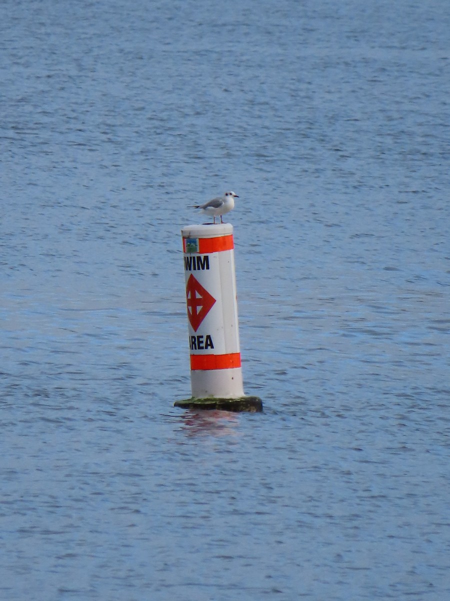 Bonaparte's Gull - ML627976040