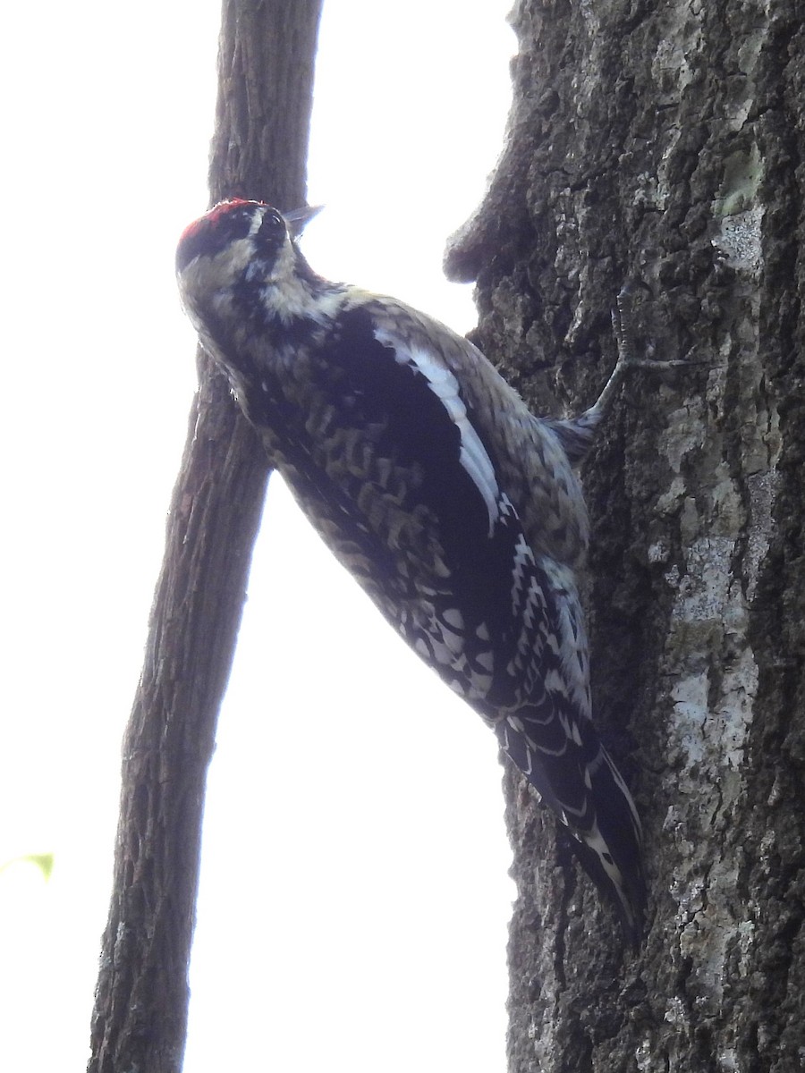 Yellow-bellied Sapsucker - ML627976059