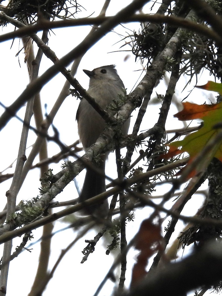 Tufted Titmouse - ML627976072