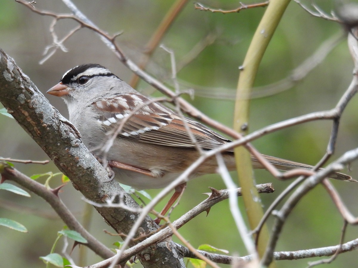 White-crowned Sparrow - ML627976081