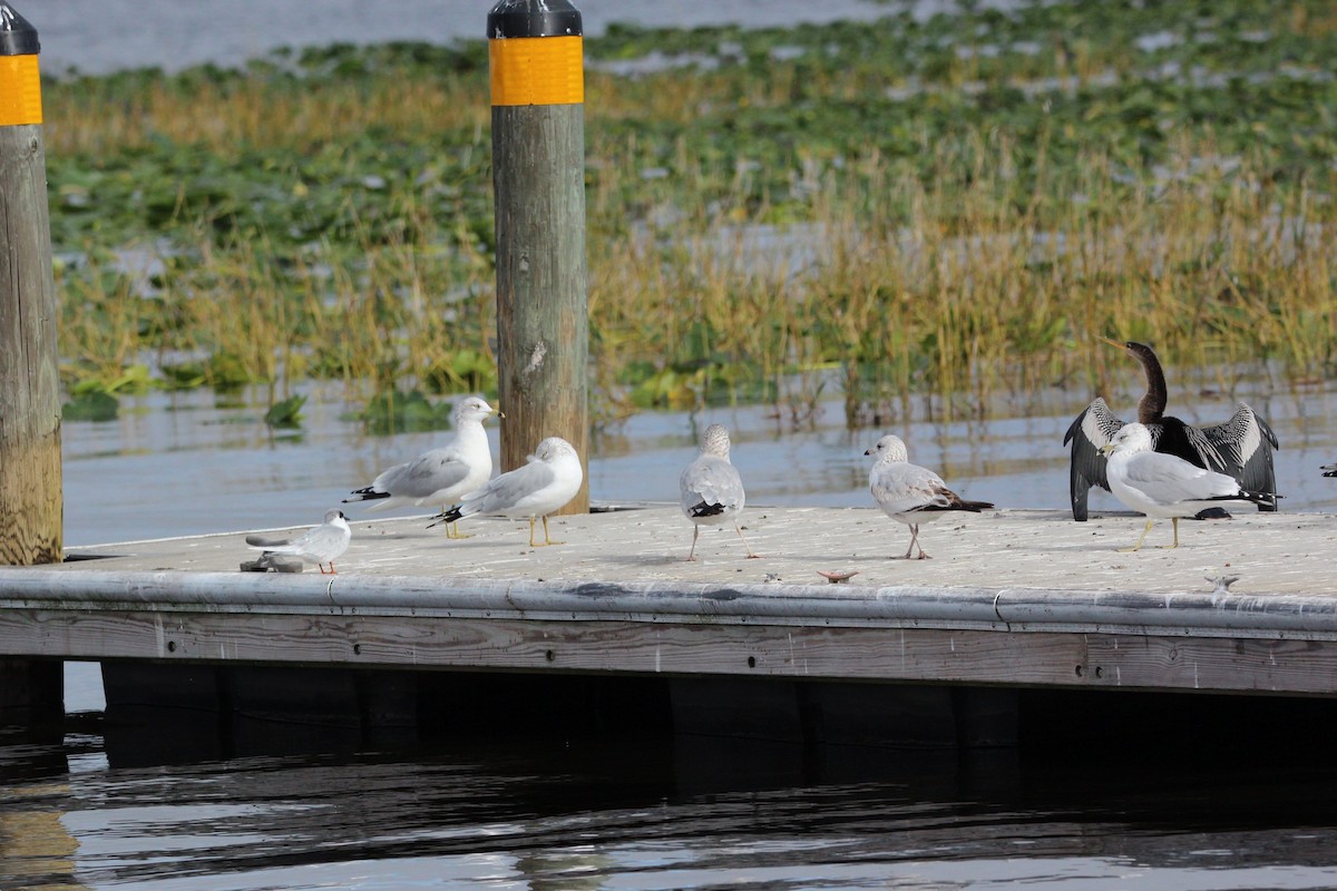 Ring-billed Gull - ML627976095