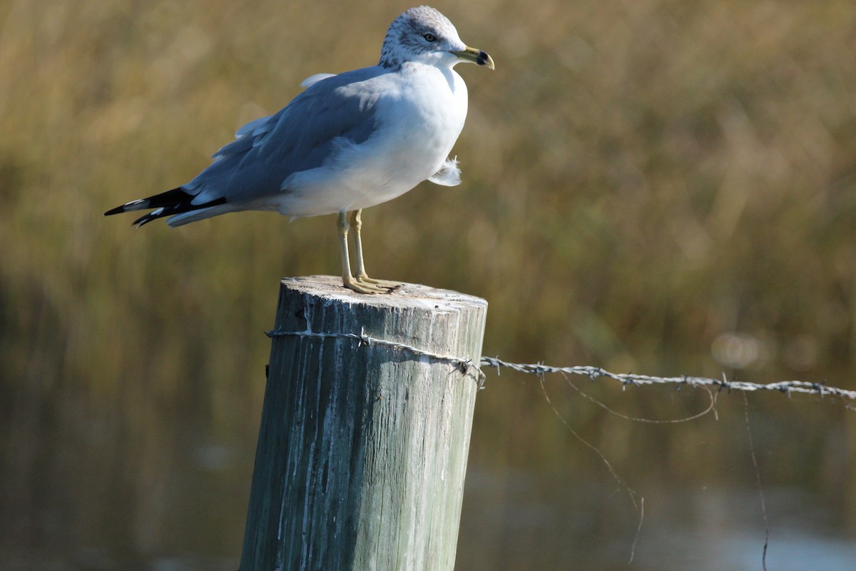 Ring-billed Gull - ML627976096