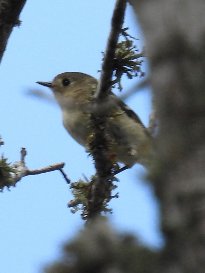 White-eyed Vireo - ML627976181