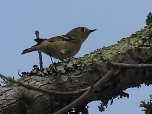 White-eyed Vireo - ML627976186