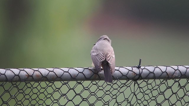 Say's Phoebe - ML627976339