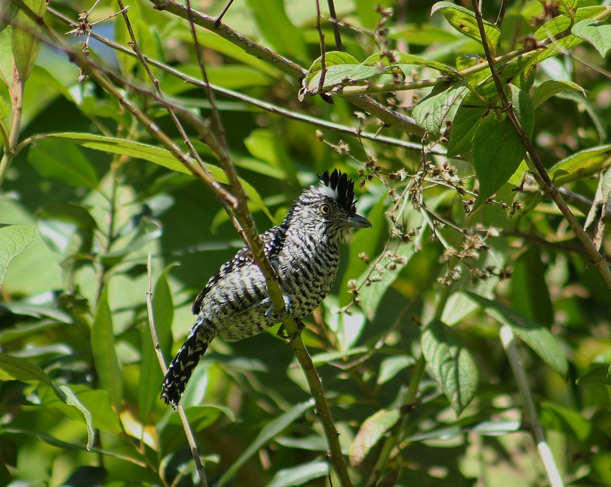 Barred Antshrike - ML627976343
