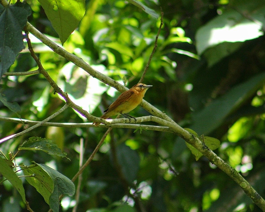 Cinnamon Becard - ML627976418