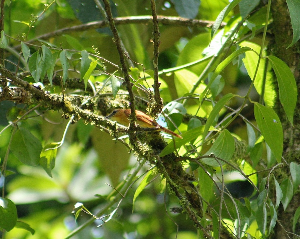 Cinnamon Becard - ML627976419